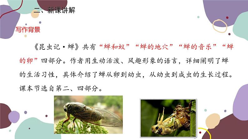 统编版语文八年级上册 21《蝉》课件04