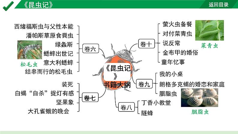 2024成都语文中考试题研究备考第二部分名著阅读12名著思维导图-《昆虫记》【课件】第7页