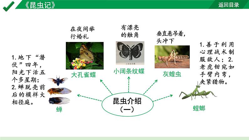 2024成都语文中考试题研究备考第二部分名著阅读12名著思维导图-《昆虫记》【课件】第8页