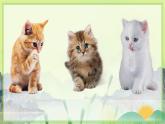 人教版语文七年级上册 第5单元 16  猫 PPT课件+教案