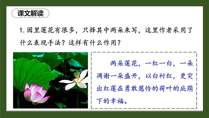 人教部编版初中语文七年级上册 《7.散文诗二首》课件+教案 荷叶母亲07