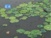 【任务型教学】部编版初中语文七上第一单元3 ＊《雨的四季》 课件+教案+学案+同步检测（含答案）