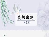 人教部编版初中语文七年级上册 《18.我的白鸽》课件+教案