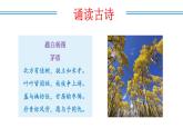 编版版语文八年级上册 第15课   白杨礼赞（教学课件）