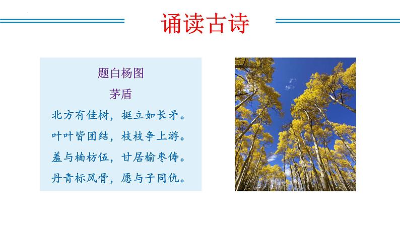 编版版语文八年级上册 第15课   白杨礼赞（教学课件）第4页