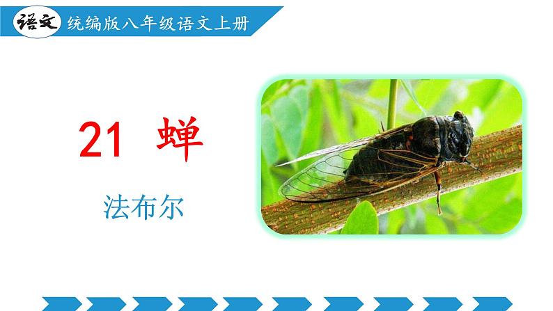 编版版语文八年级上册 第21课 蝉（教学课件）01