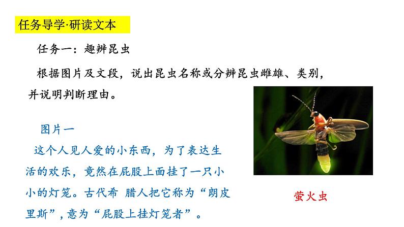 2024年统编版精讲课件名著导读 《昆虫记》科普作品的阅读08