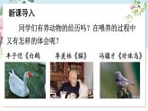 部編語文七年級(jí)上冊(cè) 第5單元 18 我的白鴿 PPT課件+教案