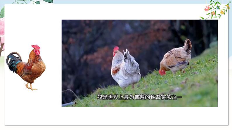 部编语文七年级上册 第五单元 任务二 亲近动物，丰富生命体验 PPT课件+教案07