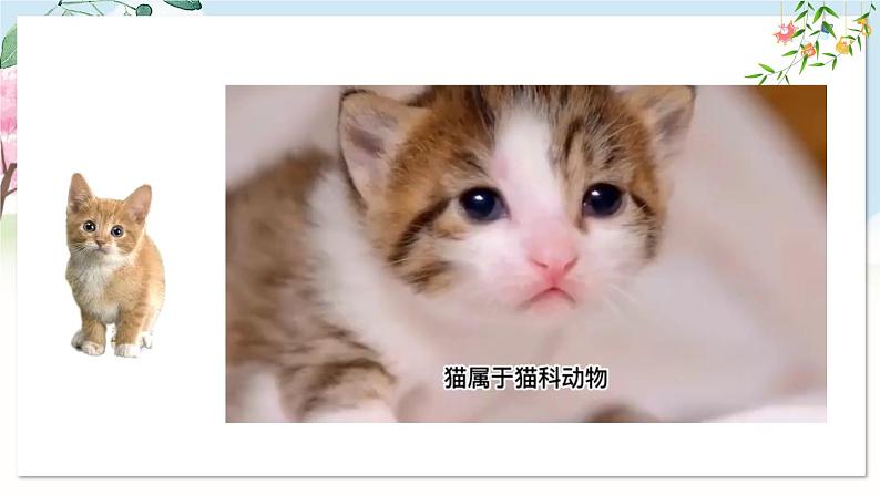 部编语文七年级上册 第五单元 任务二 亲近动物，丰富生命体验 PPT课件+教案08