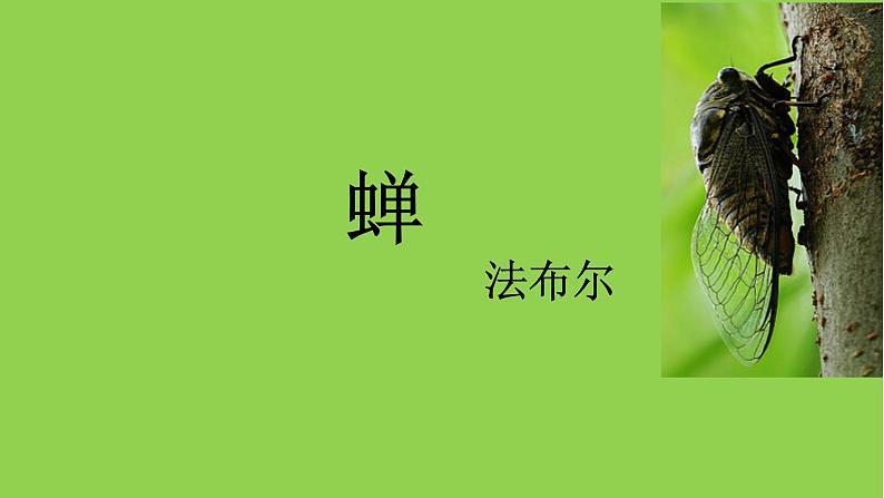 第21课《蝉》教学课件 2024—2025学年统编版语文八年级上册第1页
