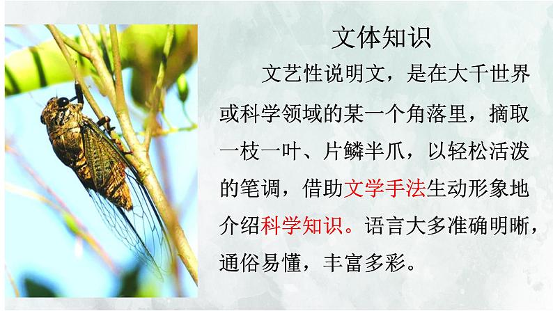 第21课《蝉》教学课件 2024—2025学年统编版语文八年级上册第2页