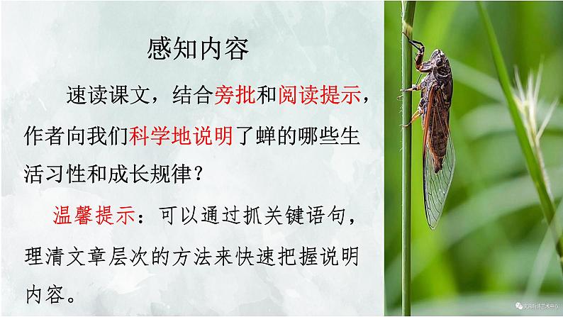 第21课《蝉》教学课件 2024—2025学年统编版语文八年级上册第3页