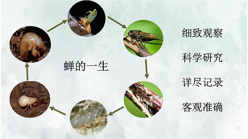 第21课《蝉》教学课件 2024—2025学年统编版语文八年级上册第4页