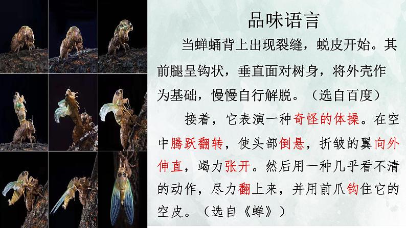 第21课《蝉》教学课件 2024—2025学年统编版语文八年级上册第6页