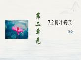 第7课《荷叶·母亲》课件-2024-2025学年统编版语文七年级上册（2024）