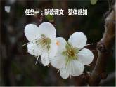 【任务型教学】新教材部编版初中语文七上第三单元11＊《再塑生命的人》 课件+教案+同步测试（含答案）+导学案（师生版）