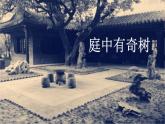 部编语文八年级上册 第3单元 课外古诗词诵读 庭中有奇树 PPT课件