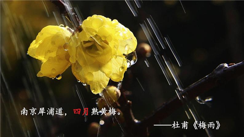 统编版九年级语文上册精品课件5 你是人间的四月天——一句爱的赞颂第3页