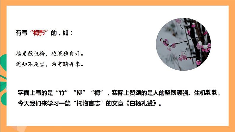 人教部编版语文八上15《白杨礼赞》 第1课时 课件+教案+分层作业+素材04