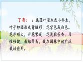 五四制六年级语文上册 第1单元 2 丁香结 PPT课件+教案