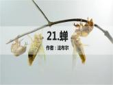 第21課《蟬》課件2024—2025學(xué)年統(tǒng)編版語(yǔ)文八年級(jí)上冊(cè)
