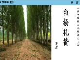 第16课《白杨礼赞》课件2024-2025学年统编版语文八年级上册