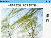 第16课《白杨礼赞》课件2024-2025学年统编版语文八年级上册
