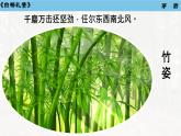 第16课《白杨礼赞》课件2024-2025学年统编版语文八年级上册