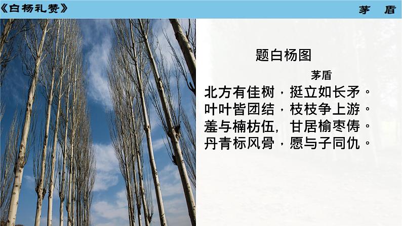 第16课《白杨礼赞》课件2024-2025学年统编版语文八年级上册05
