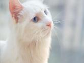 部编版语文七年级上册 17 猫 课件