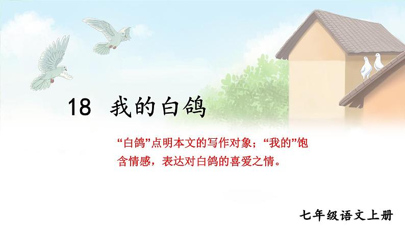 部编版语文七年级上册 18 我的白鸽 课件01