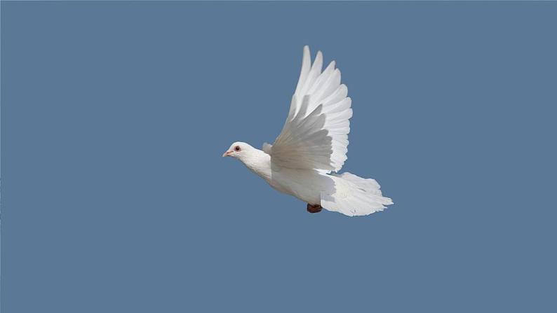 部编版语文七年级上册 18 我的白鸽 课件02