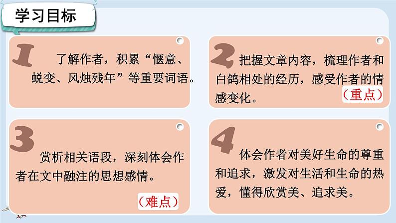 部编版语文七年级上册 18 我的白鸽 课件03