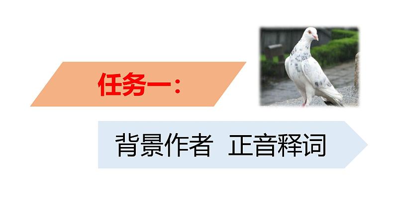 【任务型教学】2024修订版部编语文七上18《我的白鸽》课件+教案+导学案（师生版）+同步检测（含答案）05
