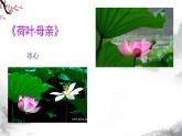 第7课《散文诗二首——荷叶母亲》课件+教学设计+ 同步练习-部编版语文七年级上册