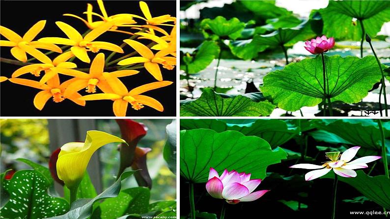 第7课《散文诗二首——荷叶母亲》课件+教学设计+ 同步练习-部编版语文七年级上册04