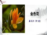 第7课《散文诗二首——金色花》课件+教学设计+ 同步练习-部编版语文七年级上册