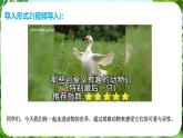 任務(wù)二 親近動(dòng)物，豐富生命體驗(yàn)（課件）-2024-2025學(xué)年七年級(jí)語(yǔ)文上冊(cè)同步備課課件（統(tǒng)編版2024）