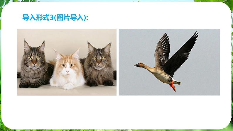 任务三 记叙与动物的相处（课件）-2024-2025学年七年级语文上册同步备课课件（统编版2024）05