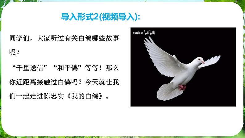 第18课《我的白鸽》（课件）-2024-2025学年七年级语文上册同步备课课件（统编版2024）04