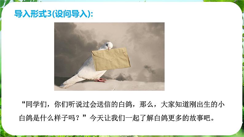 第18课《我的白鸽》（课件）-2024-2025学年七年级语文上册同步备课课件（统编版2024）05