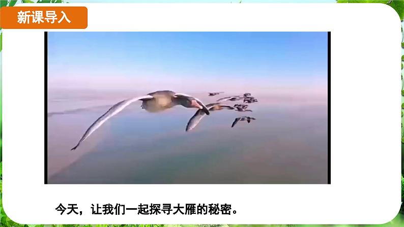 第19课《大雁归来》（课件）-2024-2025学年七年级语文上册同步备课课件（统编版2024）03