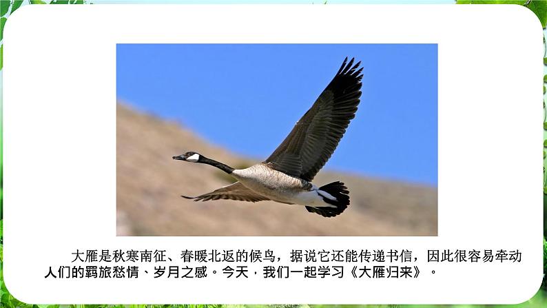 第19课《大雁归来》（课件）-2024-2025学年七年级语文上册同步备课课件（统编版2024）05