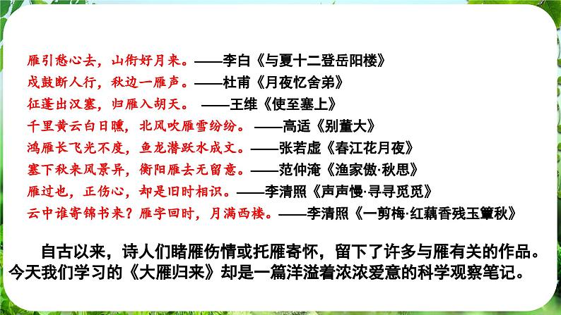 第19课《大雁归来》（课件）-2024-2025学年七年级语文上册同步备课课件（统编版2024）06