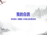 第18课《我的白鸽》课件+教学设计+同步练习-部编版语文七年级上册