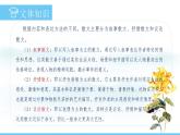 部编版（2024）七年级语文上册课件 第二单元 第五课《秋天的怀念》