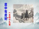 部編版八上語文第三單元課外古詩四首之〈庭中有奇樹〉同步課件