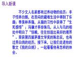 统编版（2024）七上语文第18课《我的白鸽》精品实用高效课件.