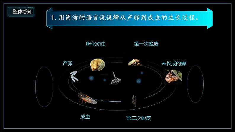 部编版初中语文PPT课件八年级上第五单元蝉05